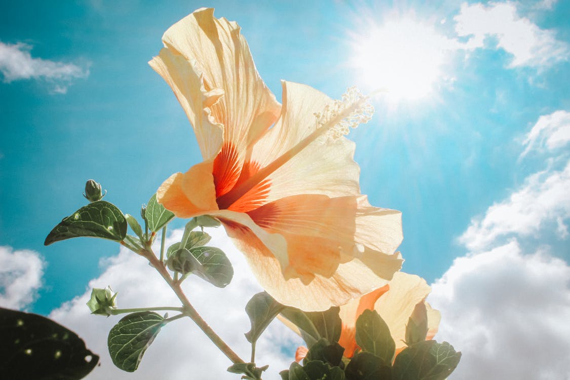 陽光下的黃色芙蓉花攝影