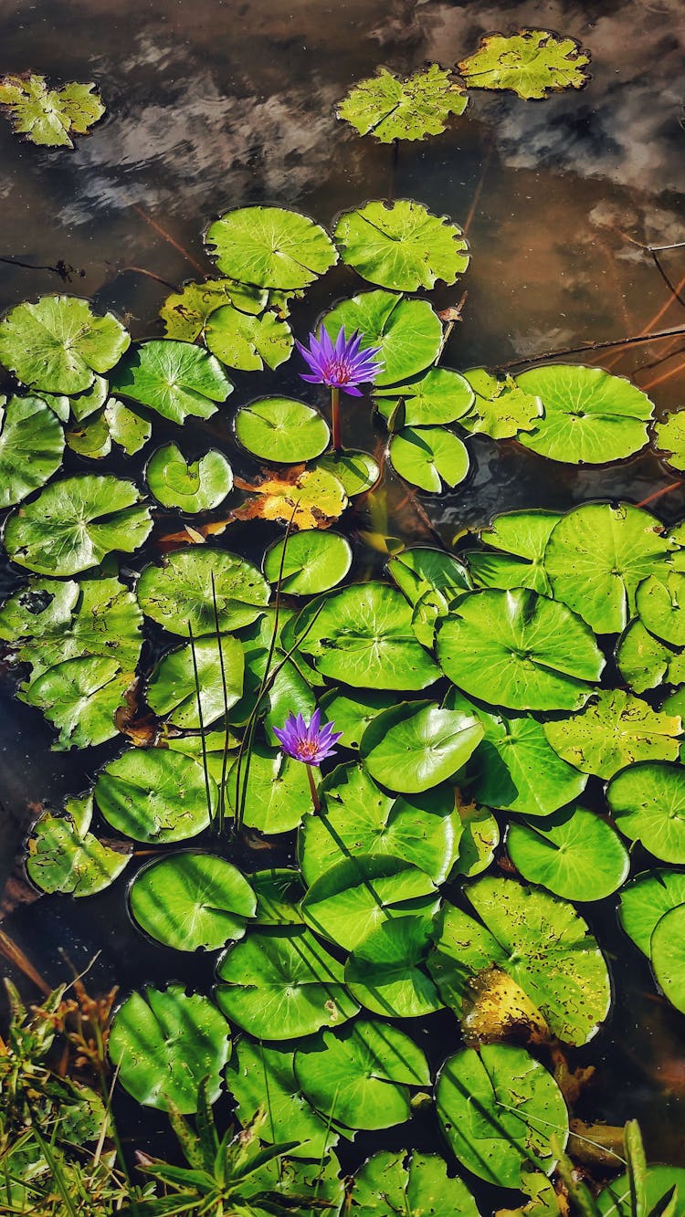 Lotus Flowers And Plants In Water