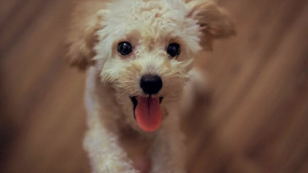 Cute fluffy puppy with tongue out, perfect for pet lovers seeking joyful imagery.