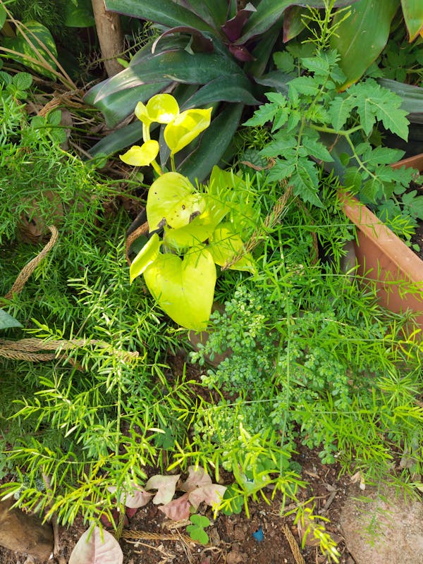 Máy bay Bamboo Airways trên bầu trời