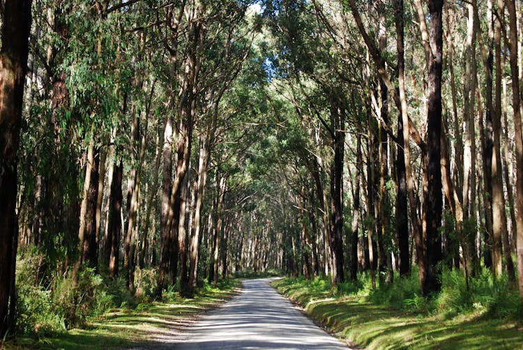 Road In The Middle Of The Woods