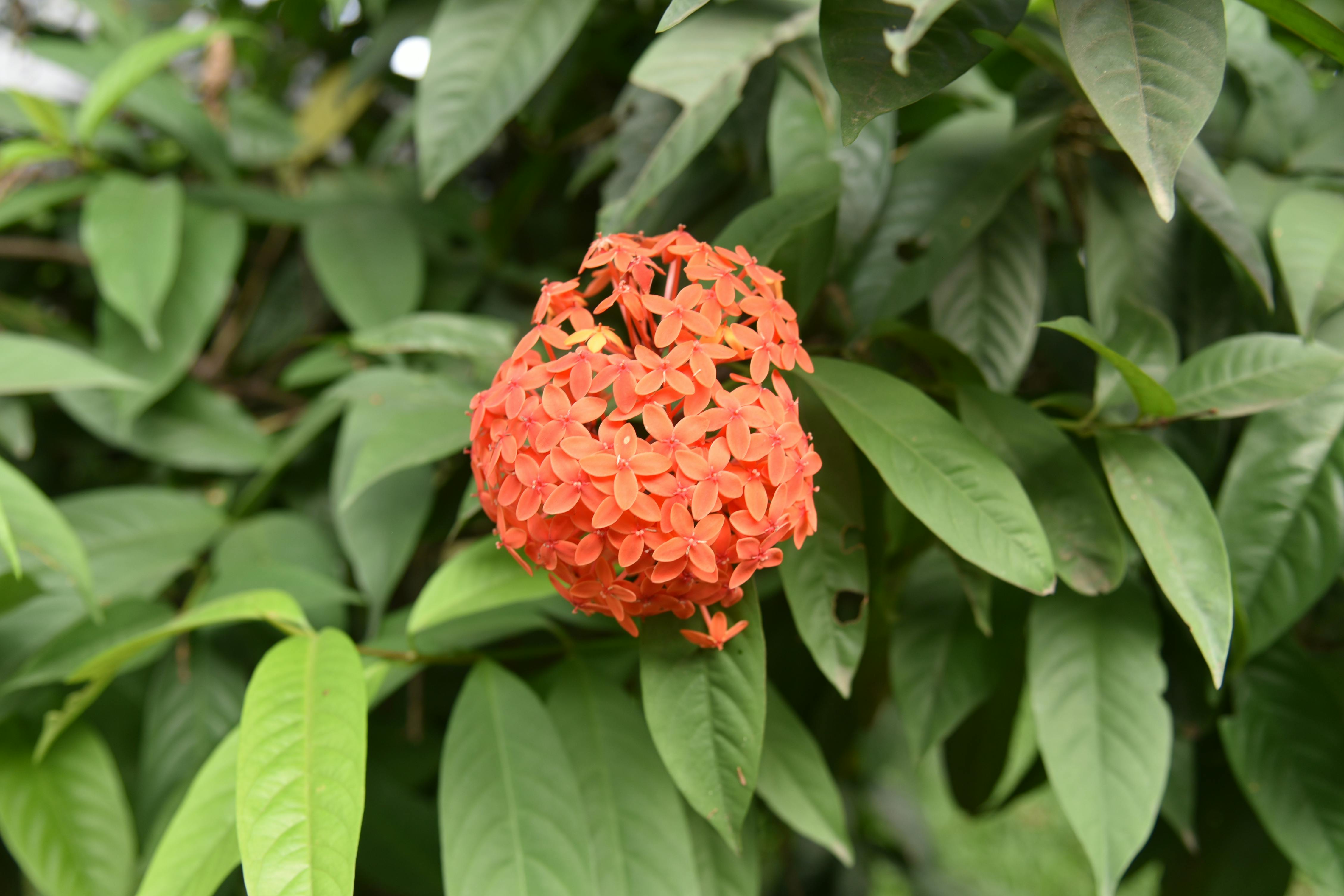 free-stock-photo-of-flower-props