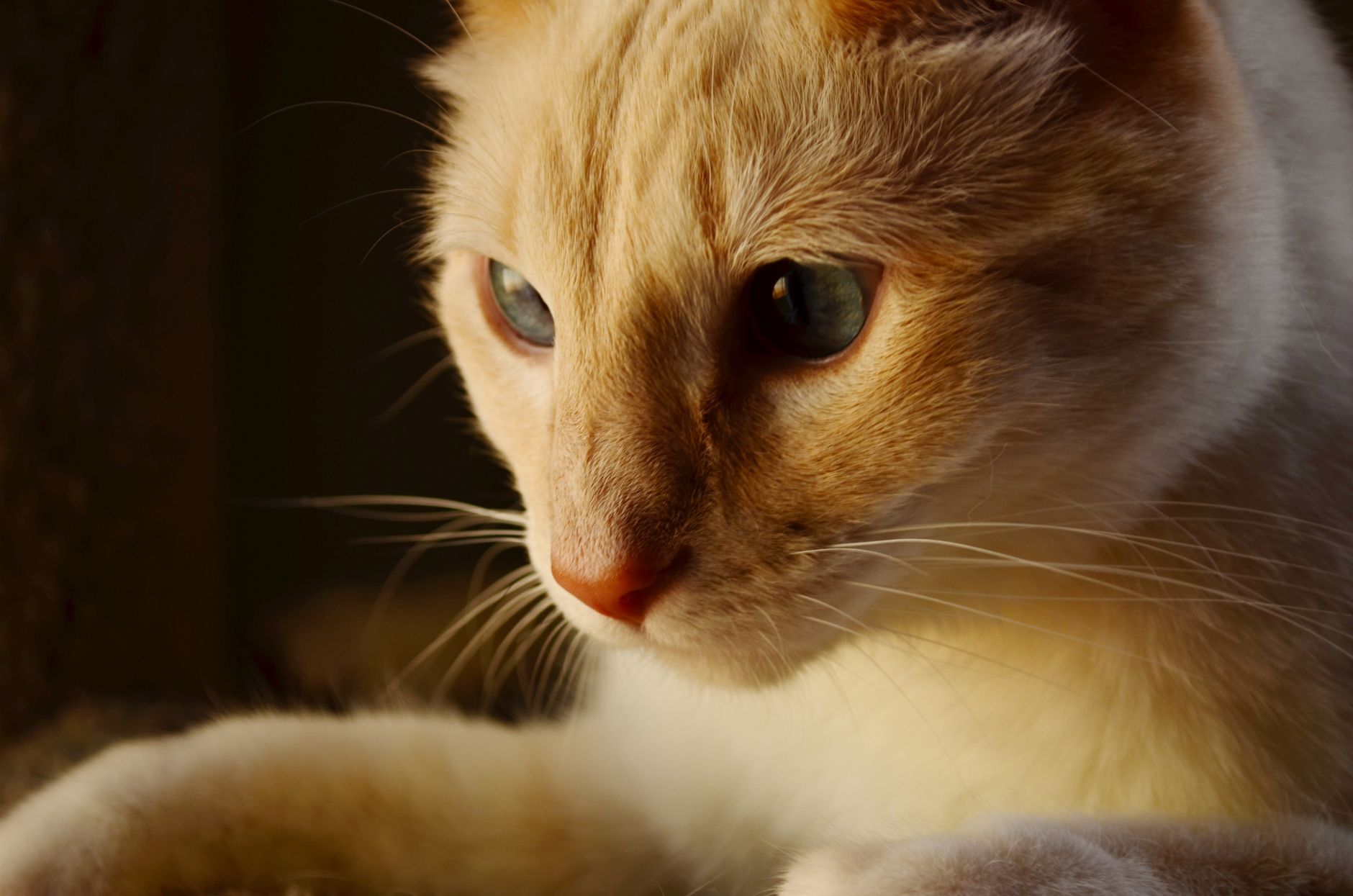 Portrait of a cat at a veterinary clinic