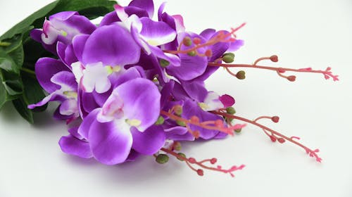 Orchids