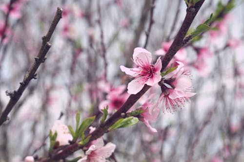 Free Pink Cherry Blossoms Stock Photo