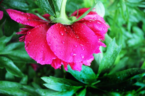 無料 クローズアップ写真のピンクの牡丹の花 写真素材