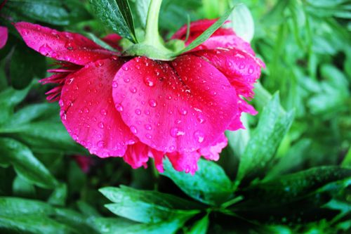 Free Close-up of a vibrant red peony covered in dewdrops amidst rich green leaves, symbolizing fresh morning growth. Stock Photo