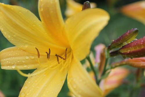 Желтый цветок с лепестками