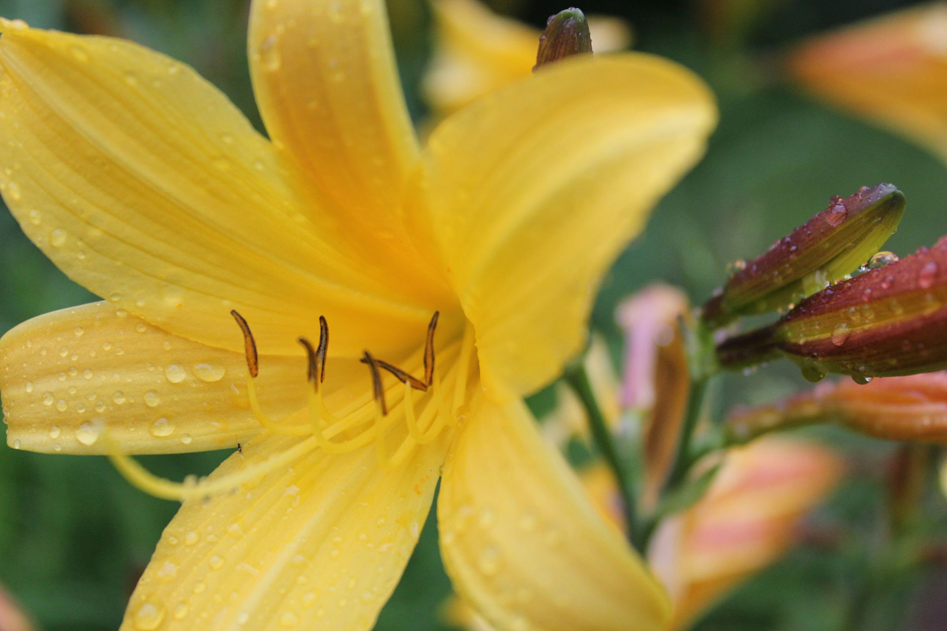 Macro shot of a bright yellow lily flower with fresh dew drops in a garden setting.