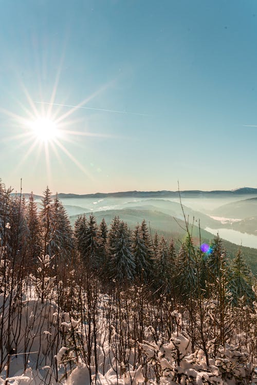 Free stock photo of brightsun, dense forest, forest