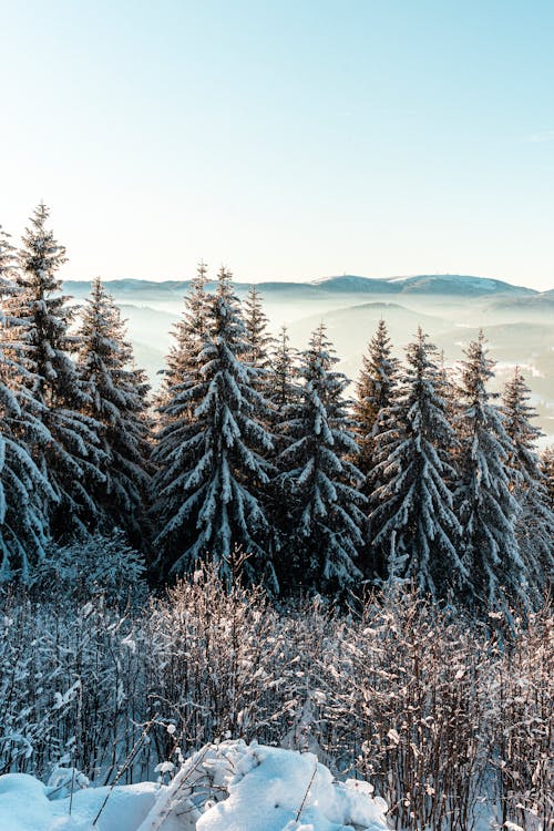 Tall Forest Trees Covered with Snow 