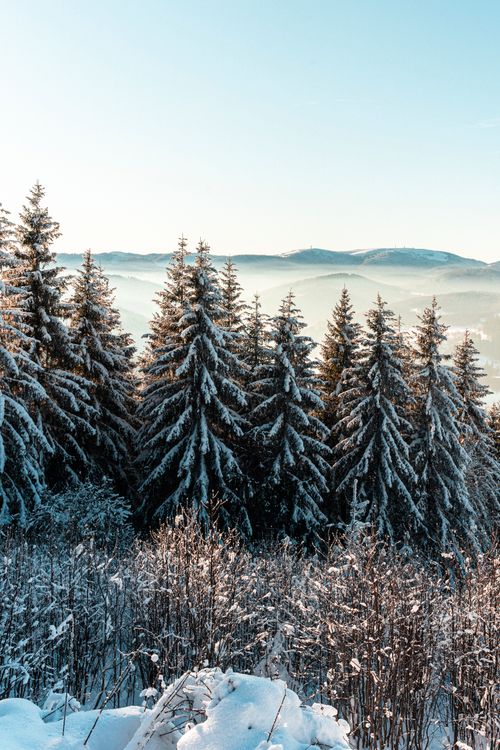 Free Capture of a tranquil snowy forest with majestic mountains in the background. Stock Photo