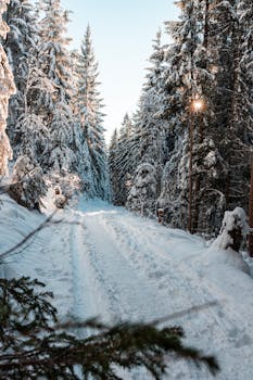 Tranquil snowy forest path in winter with sunlight filtering through the pine trees.
