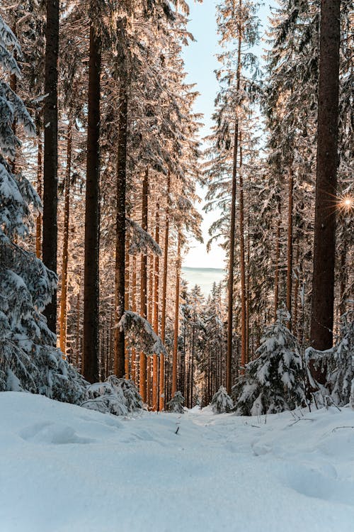 Free Snow Covered Ground Between Tall Trees  Stock Photo