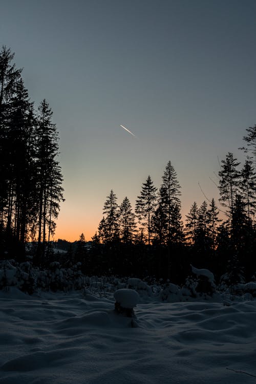 Бесплатное стоковое фото с вертикальный выстрел, деревья, закат