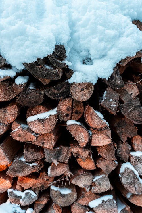 Free stock photo of background, firewood, forest