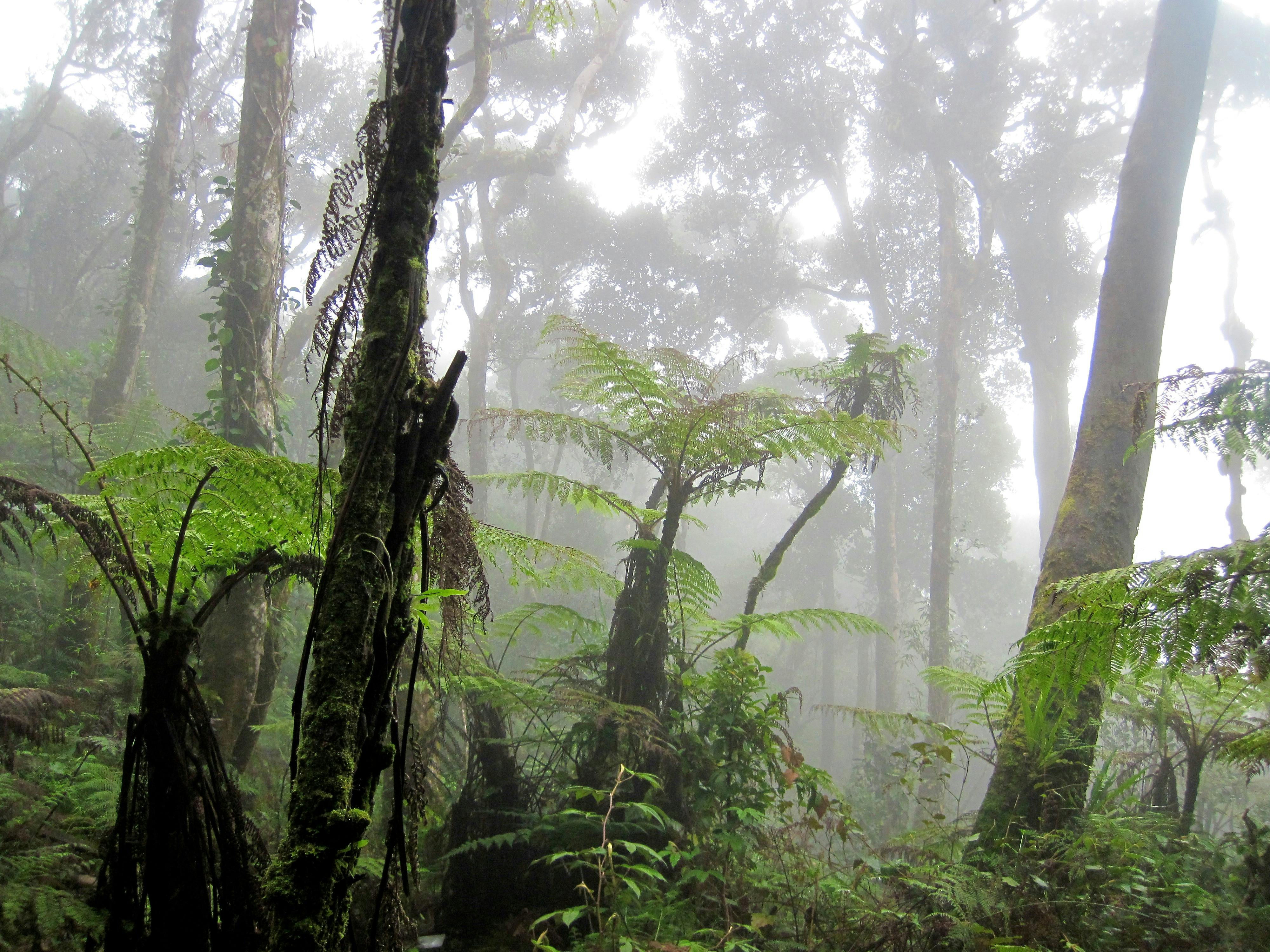 Free stock photo of fern, jungle, mist