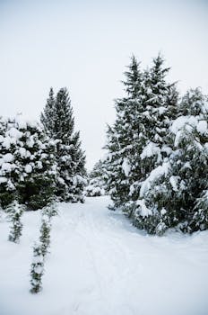 A serene snow-covered path through a forest in Finland during winter, surrounded by trees.