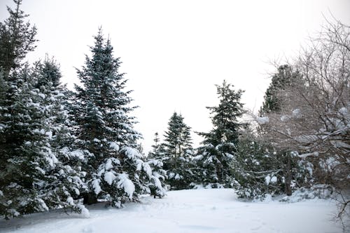 Gratis stockfoto met aarde, bomen, Bos