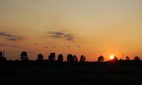 Free stock photo of birds flying, golden sunset, holland