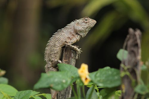 Photos gratuites de animal, bokeh, caméléon