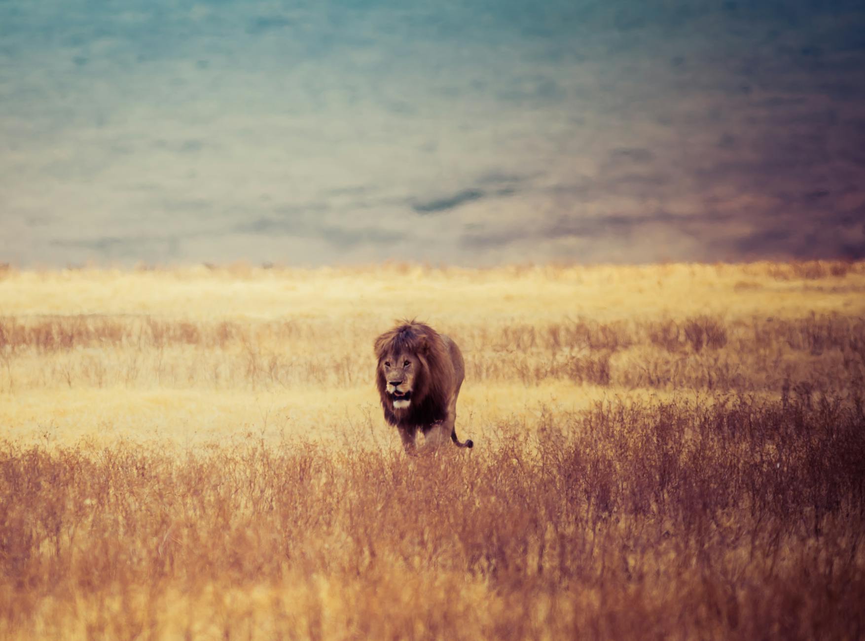 أجمل صور الاسود | Lions Photos Pexels-photo-667204