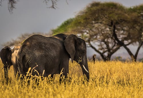 무료 잔디 필드에 검은 코끼리 스톡 사진