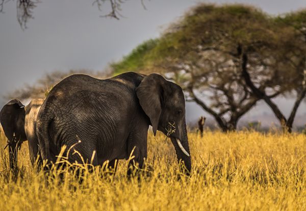 Elefante de circo
