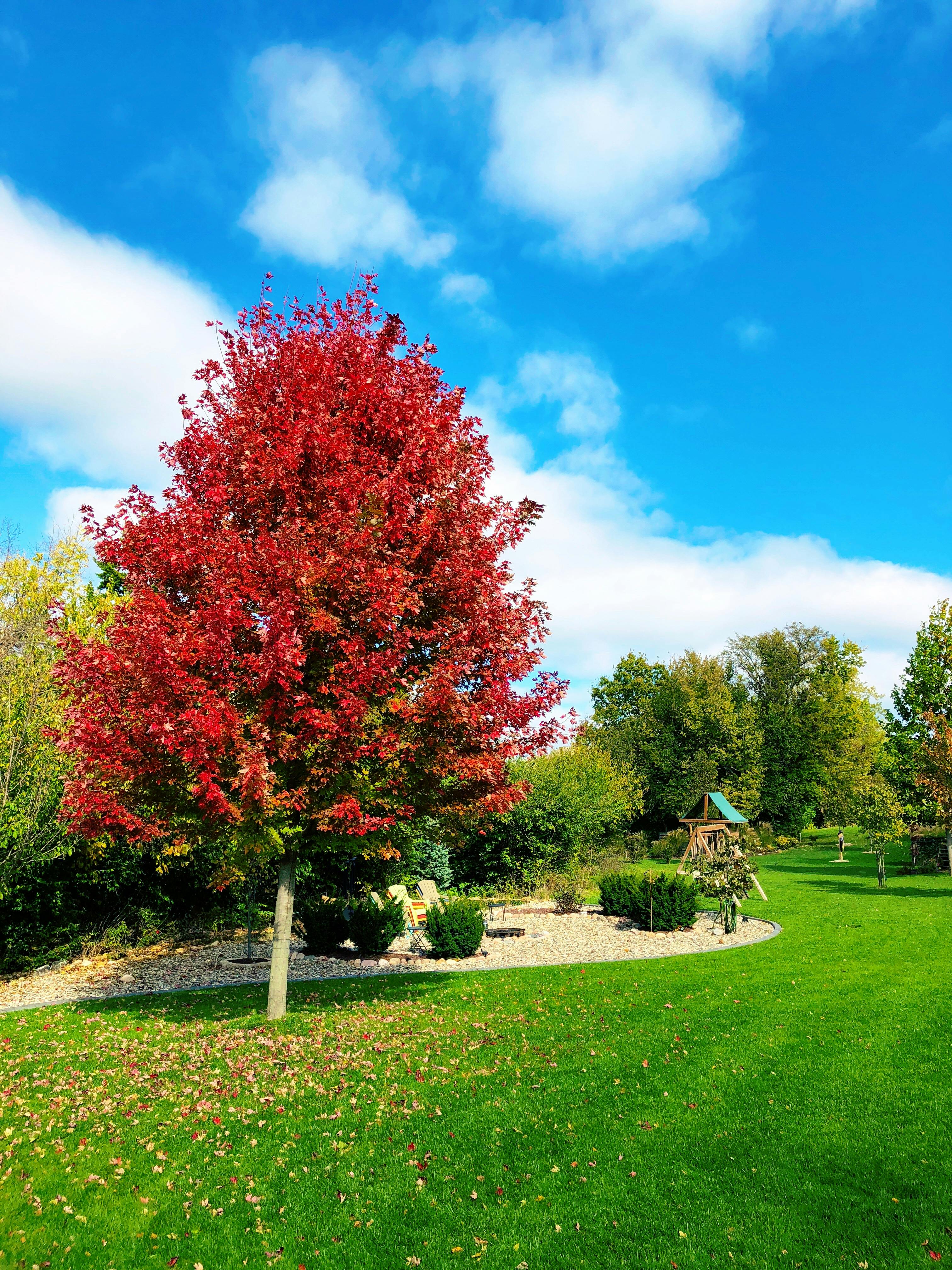 Free stock photo of backyard, maple