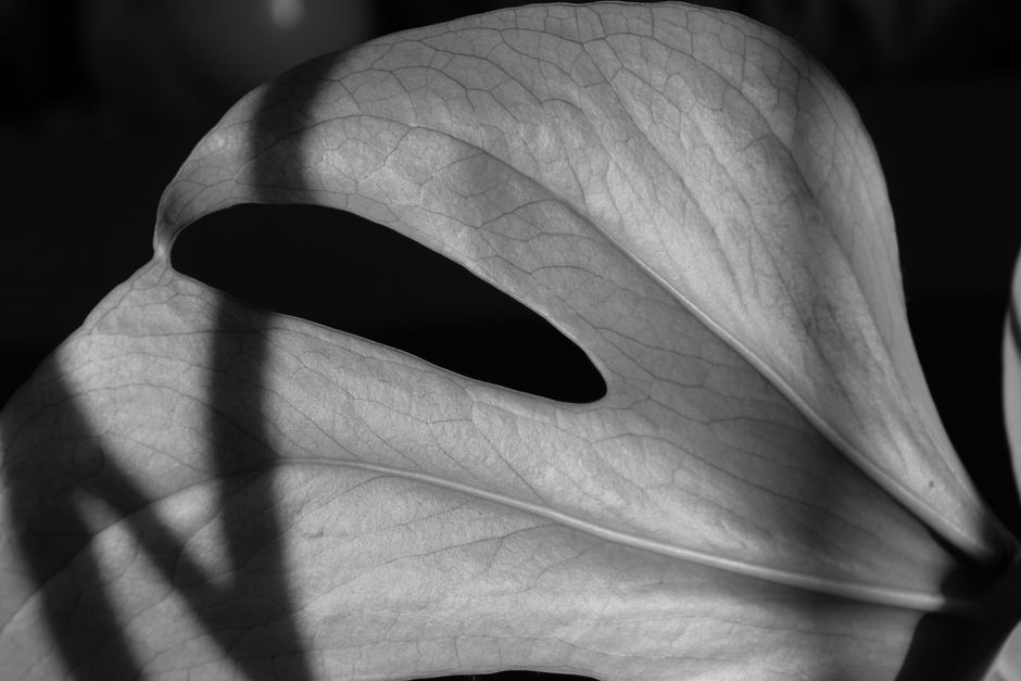 A dramatic black and white close-up of a Monstera leaf highlighting its texture and structure.