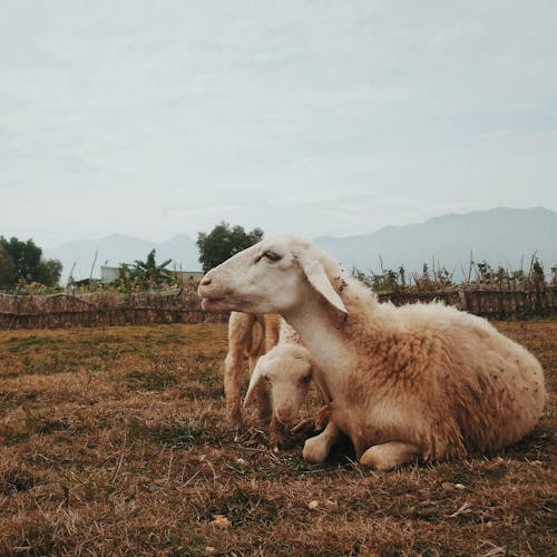 Three White Goats on Field