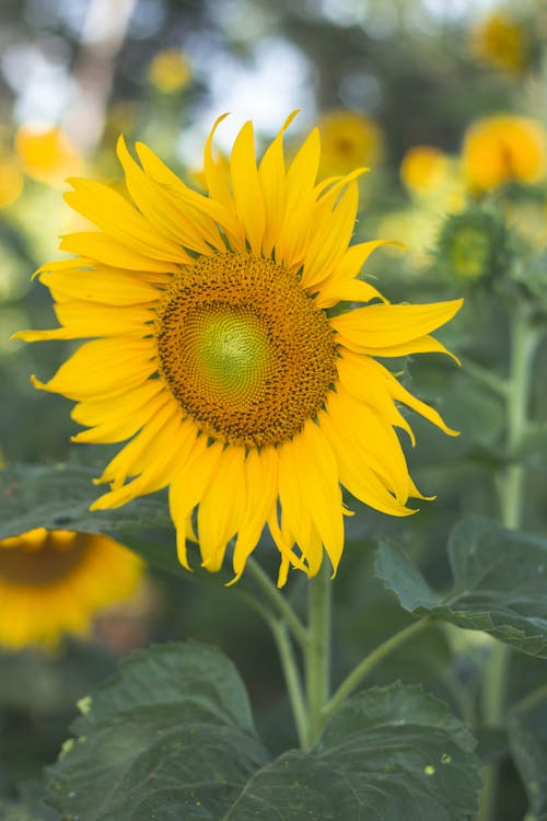 Free Yellow Sunflower in Bloom Stock Photo