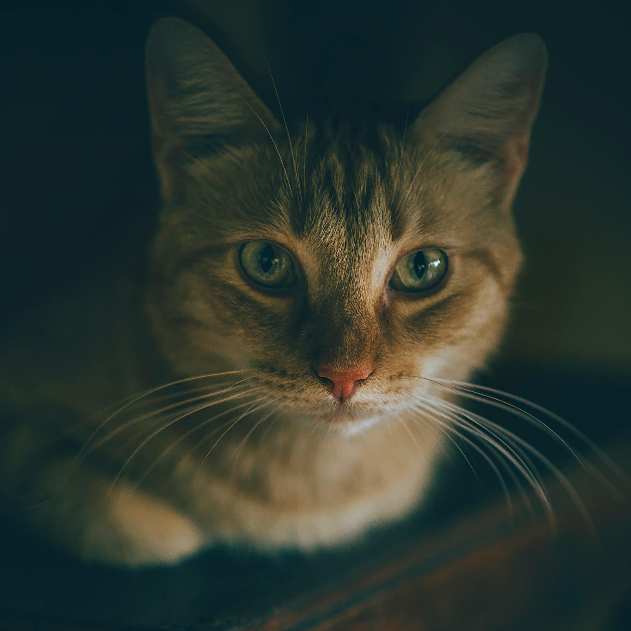 silver tabby cat colors