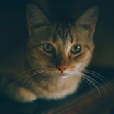 Tabby cat portrait, photo by Min An on Pexels