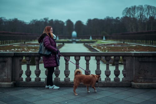 Foto profissional grátis de animal, animal de estimação, cachorro