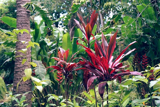 Explore colorful tropical plants with vivid red foliage in a lush green garden.