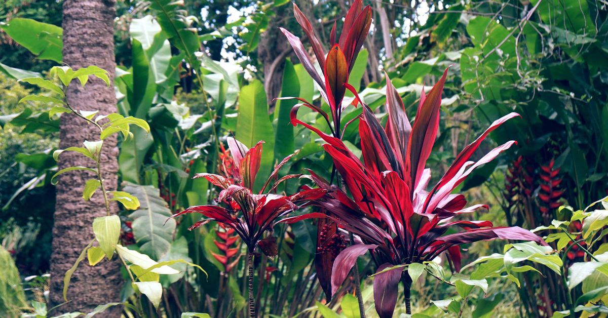 Contraste de cores no jardim tropical Plantas tropicais com folhagem vermelha intensa em meio ao verde