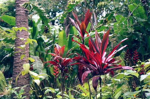 Free Explore colorful tropical plants with vivid red foliage in a lush green garden. Stock Photo