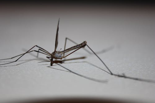 Free stock photo of insect, mosquito, white