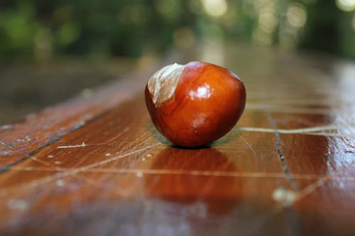 Free stock photo of bench, chestnut, forest