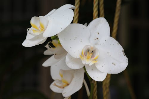 Beyaz Güve Orkide çiçeği