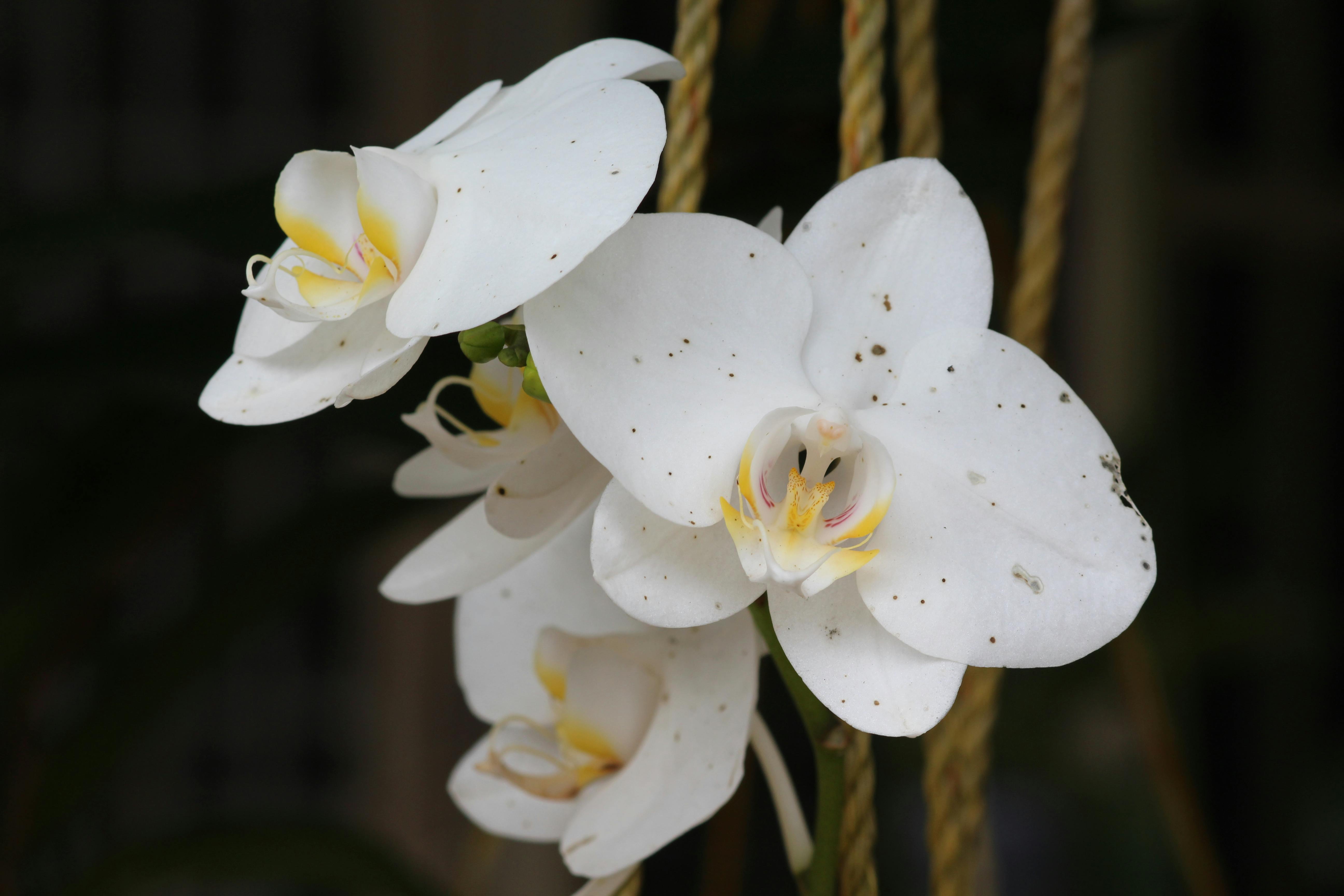 White moth orchid flower  free stock photo White moth orchid flower  free stock photo