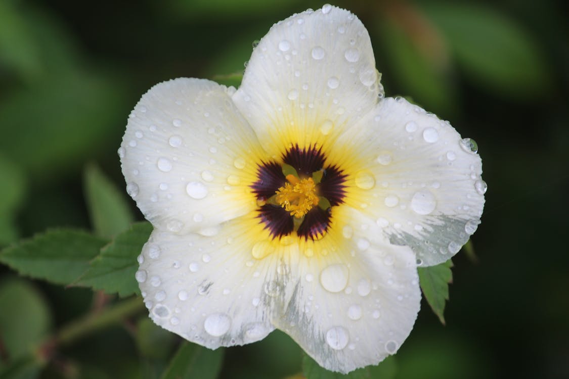 Kostnadsfri bild av blomma, blomning, dagg