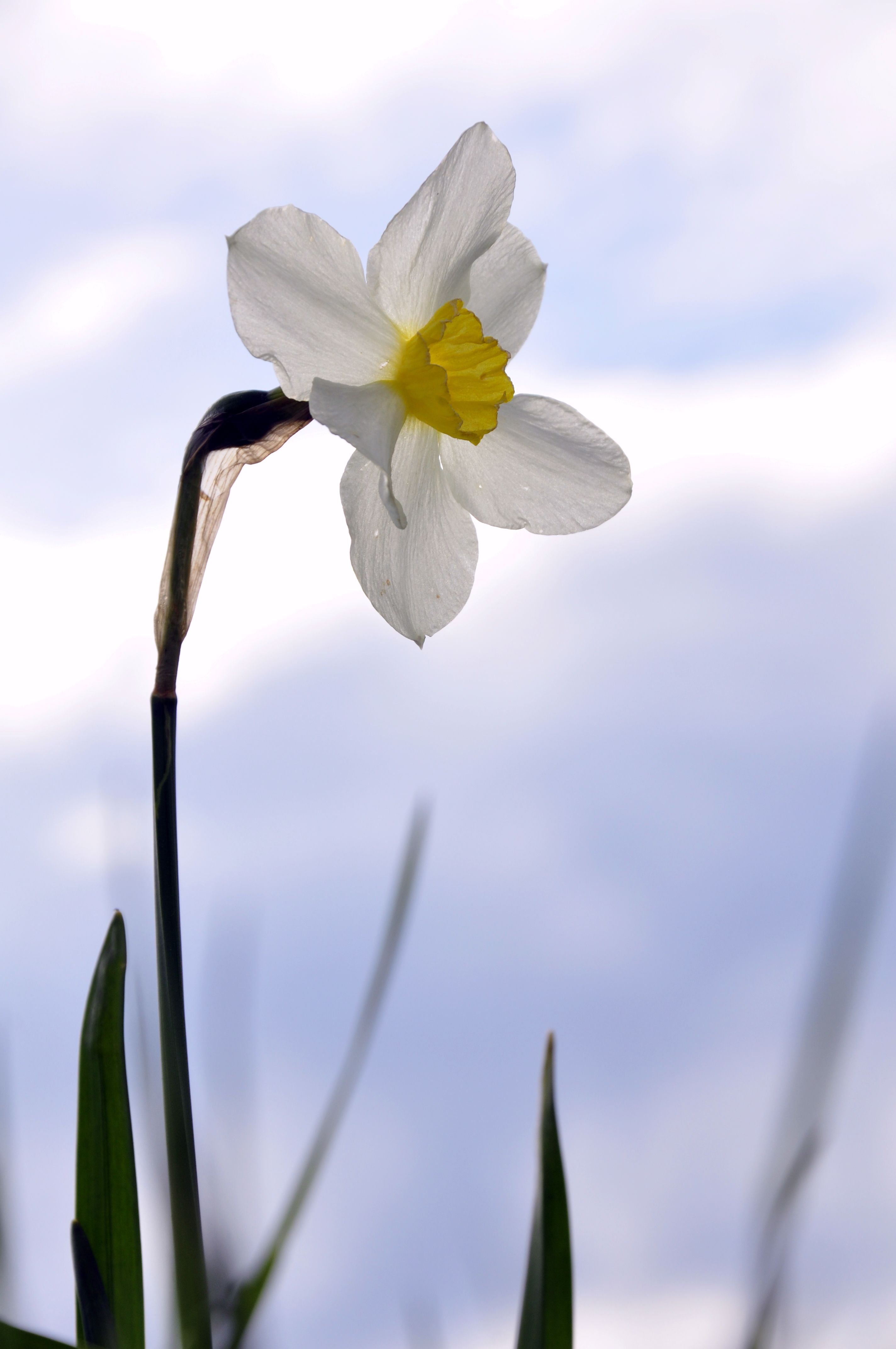 A Close-Up Shot of a Daffodil · Free Stock Photo