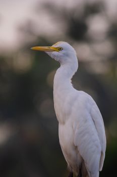 A serene close-up of an egret in Sri Lanka's natural habitat.