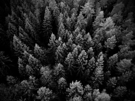 Aerial shot of a dense, snow-covered forest in winter, creating a serene natural landscape.