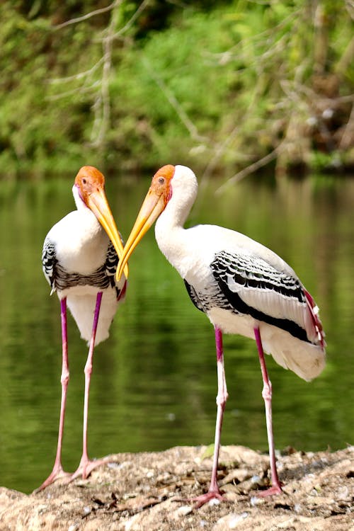 Kostenloses Stock Foto zu exotisch, federn, gemalter storch