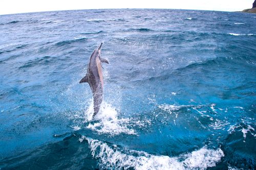 Free stock photo of dolphin, hawaii, ocean Stock Photo