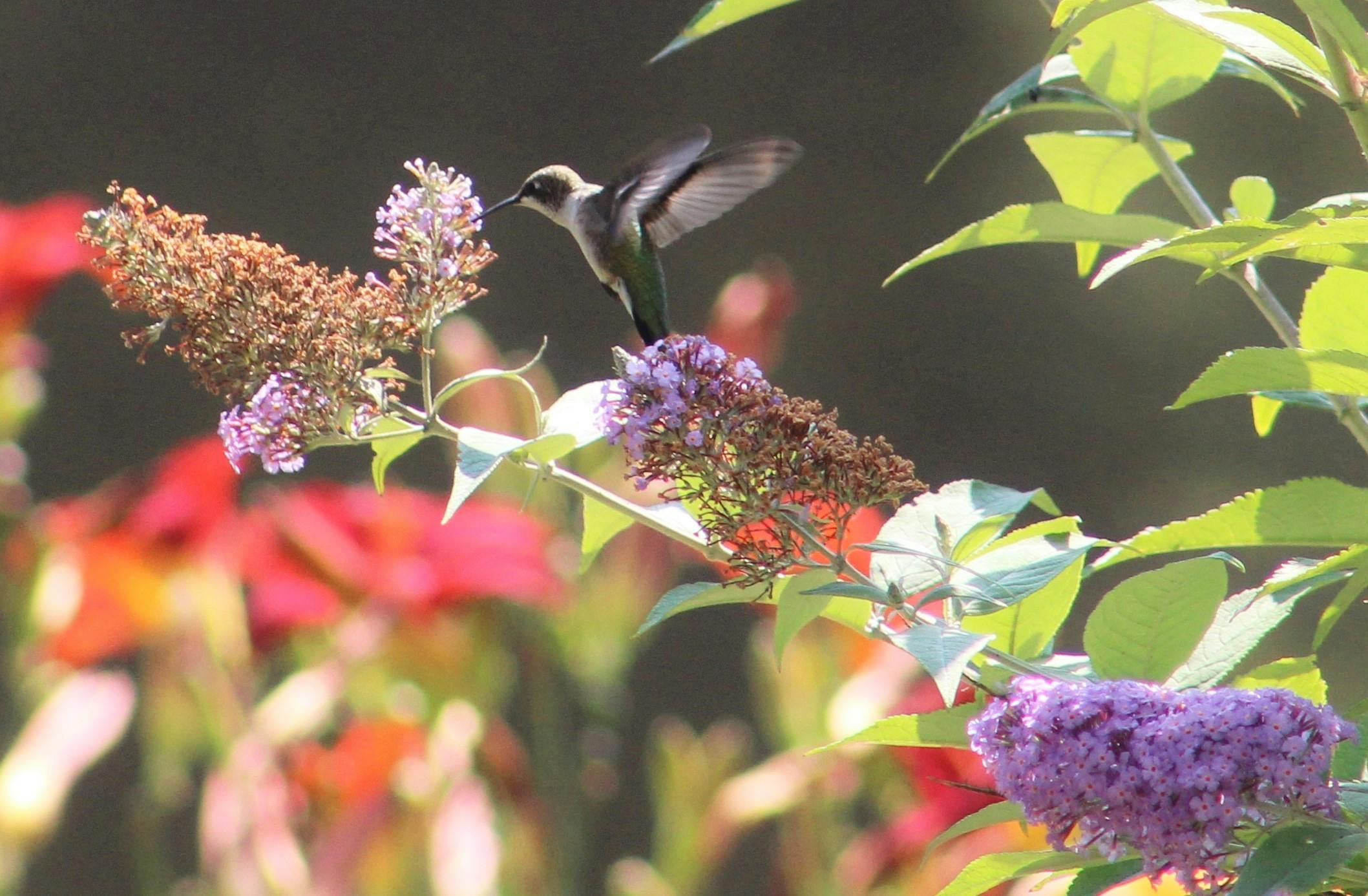 Free stock photo of flying hummingbird, male hummingbird, nectar