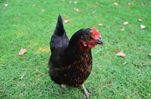 Free A Chicken on the Grass Stock Photo